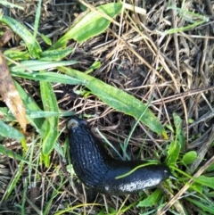 Arion ater at Bowral - 6 Apr 2019 09:48 AM