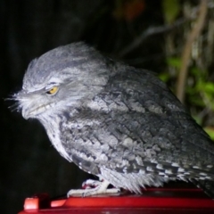 Podargus strigoides (Tawny Frogmouth) at Morton, NSW - 22 May 2019 by vivdavo