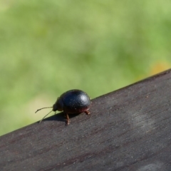 Dicranosterna immaculata (Acacia leaf beetle) at Morton, NSW - 16 May 2019 by vivdavo