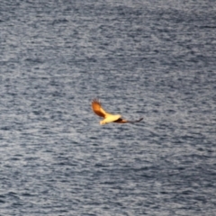 Haliaeetus leucogaster (White-bellied Sea-Eagle) at Batemans Marine Park - 26 May 2019 by LisaH