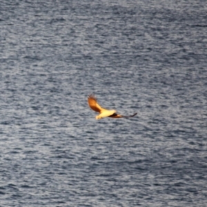 Haliaeetus leucogaster at Guerilla Bay, NSW - 26 May 2019