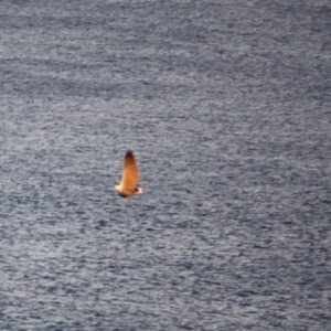 Haliaeetus leucogaster at Guerilla Bay, NSW - 26 May 2019