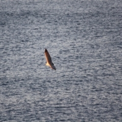 Haliaeetus leucogaster at Guerilla Bay, NSW - 26 May 2019