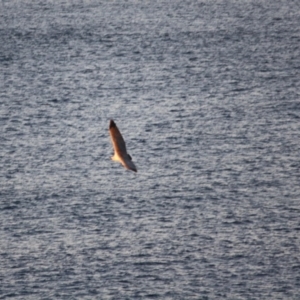 Haliaeetus leucogaster at Guerilla Bay, NSW - 26 May 2019