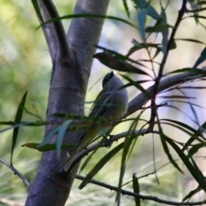 Pachycephala pectoralis at Moruya, NSW - 26 May 2019