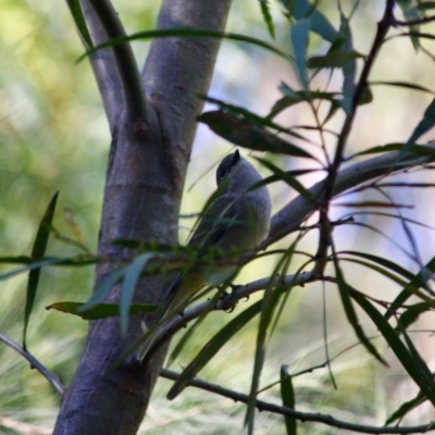 Pachycephala pectoralis (Golden Whistler) at Broulee Moruya Nature Observation Area - 26 May 2019 by LisaH