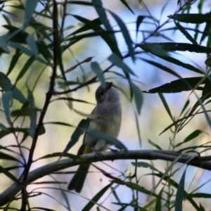 Pachycephala pectoralis at Moruya, NSW - 26 May 2019