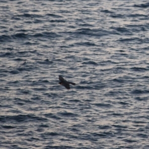 Falco peregrinus at Guerilla Bay, NSW - 26 May 2019 07:08 PM