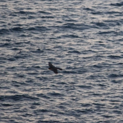 Falco peregrinus (Peregrine Falcon) at Guerilla Bay, NSW - 26 May 2019 by LisaH