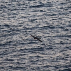 Falco peregrinus at Guerilla Bay, NSW - 26 May 2019 07:08 PM