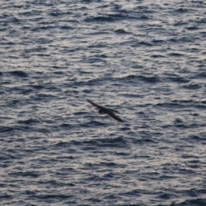 Falco peregrinus at Guerilla Bay, NSW - 26 May 2019