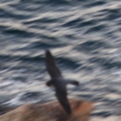 Falco peregrinus at Guerilla Bay, NSW - 26 May 2019