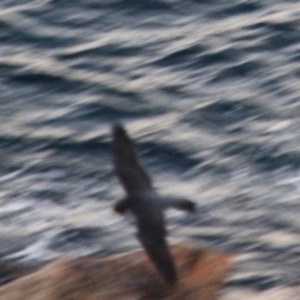 Falco peregrinus at Guerilla Bay, NSW - 26 May 2019 07:08 PM