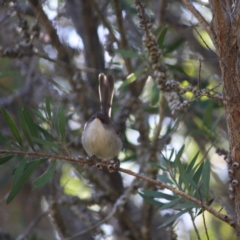 Malurus cyaneus (Superb Fairywren) at Broulee Moruya Nature Observation Area - 26 May 2019 by LisaH