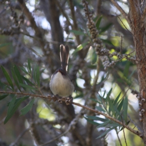 Malurus cyaneus at Moruya, NSW - 26 May 2019