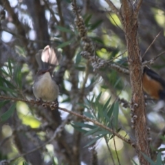 Malurus cyaneus at Moruya, NSW - 26 May 2019