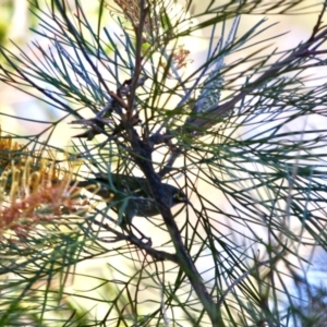 Caligavis chrysops at Moruya, NSW - 26 May 2019