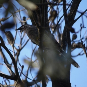 Anthochaera carunculata at Moruya, NSW - 26 May 2019 11:33 AM