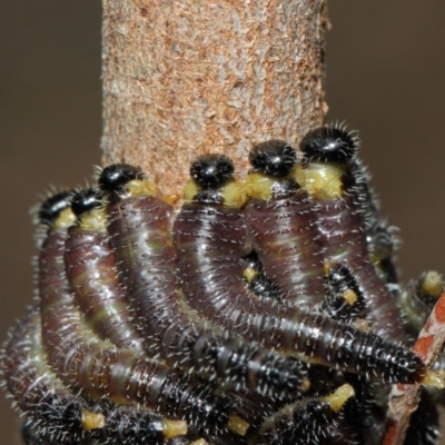 Perginae sp. (subfamily) (Unidentified pergine sawfly) at Acton, ACT - 22 May 2019 by TimL