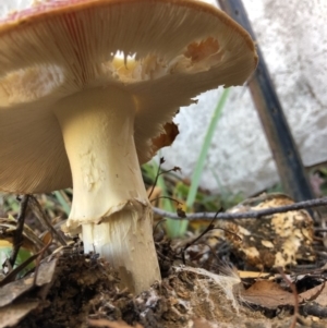 Amanita muscaria at Deakin, ACT - 22 May 2019