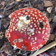 Amanita muscaria at Deakin, ACT - 22 May 2019