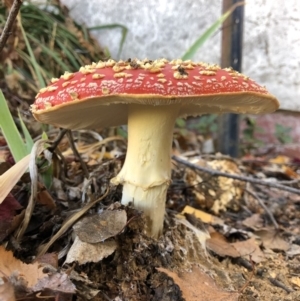 Amanita muscaria at Deakin, ACT - 22 May 2019