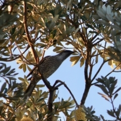 Anthochaera chrysoptera (Little Wattlebird) at Broulee Moruya Nature Observation Area - 26 May 2019 by LisaH