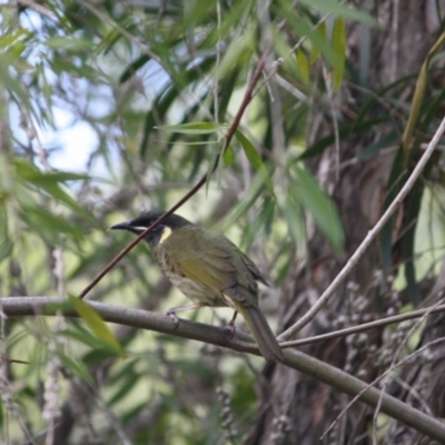 Meliphaga lewinii (Lewin's Honeyeater) at Broulee Moruya Nature Observation Area - 25 May 2019 by LisaH