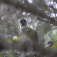 Meliphaga lewinii at Moruya, NSW - 25 May 2019