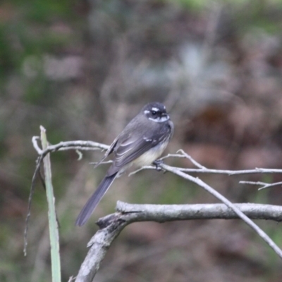 Rhipidura albiscapa (Grey Fantail) at Broulee Moruya Nature Observation Area - 25 May 2019 by LisaH