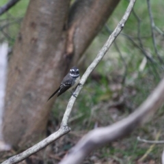Rhipidura albiscapa at Moruya, NSW - 25 May 2019