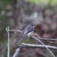 Rhipidura albiscapa at Moruya, NSW - 25 May 2019 04:37 PM