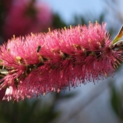 Unidentified Insect at Moruya, NSW - 25 May 2019 by LisaH