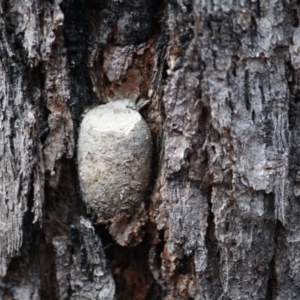 Anthelidae (family) at Moruya, NSW - suppressed