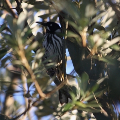 Phylidonyris novaehollandiae (New Holland Honeyeater) at Broulee Moruya Nature Observation Area - 26 May 2019 by LisaH