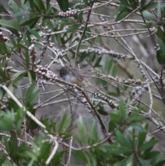 Acanthiza pusilla (Brown Thornbill) at Broulee Moruya Nature Observation Area - 27 May 2019 by LisaH