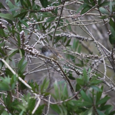 Acanthiza pusilla (Brown Thornbill) at Broulee Moruya Nature Observation Area - 27 May 2019 by LisaH