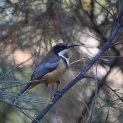 Acanthorhynchus tenuirostris (Eastern Spinebill) at Broulee Moruya Nature Observation Area - 25 May 2019 by LisaH