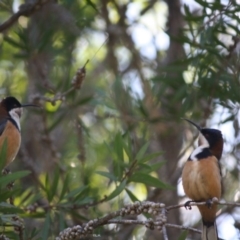 Acanthorhynchus tenuirostris at Moruya, NSW - 25 May 2019