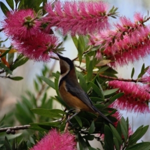 Acanthorhynchus tenuirostris at Moruya, NSW - 25 May 2019