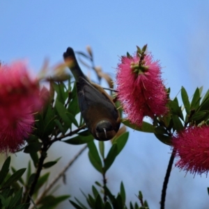 Acanthorhynchus tenuirostris at Moruya, NSW - 25 May 2019