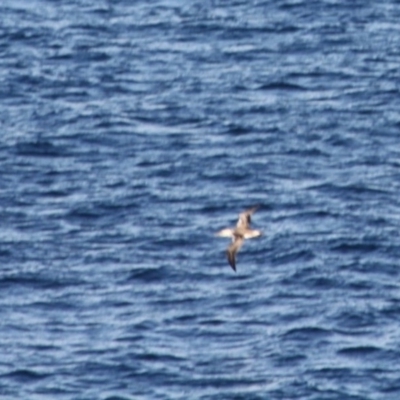 Morus serrator (Australasian Gannet) at Batemans Marine Park - 26 May 2019 by LisaH