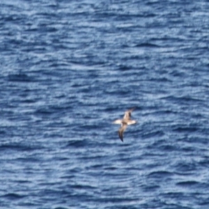 Morus serrator at Guerilla Bay, NSW - 26 May 2019