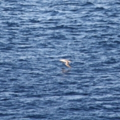 Morus serrator at Guerilla Bay, NSW - 26 May 2019 06:08 PM