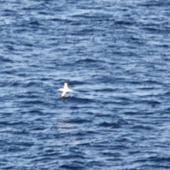 Morus serrator at Guerilla Bay, NSW - 26 May 2019 06:08 PM