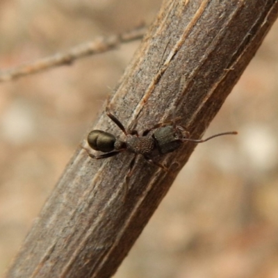 Rhytidoponera tasmaniensis at Dunlop, ACT - 27 Feb 2019 by CathB