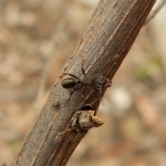 Rhytidoponera tasmaniensis at Dunlop, ACT - 28 Feb 2019 08:42 AM