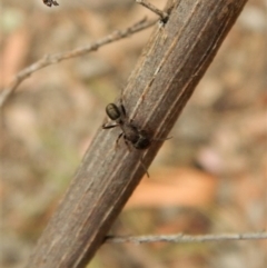 Rhytidoponera tasmaniensis at Dunlop, ACT - 28 Feb 2019