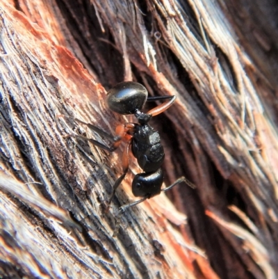 Polyrhachis femorata (A spiny ant) at Dunlop, ACT - 2 Mar 2019 by CathB
