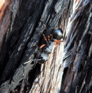 Polyrhachis femorata at Dunlop, ACT - 3 Mar 2019